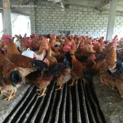 Gà ri lai 1/2 trưởng thành
